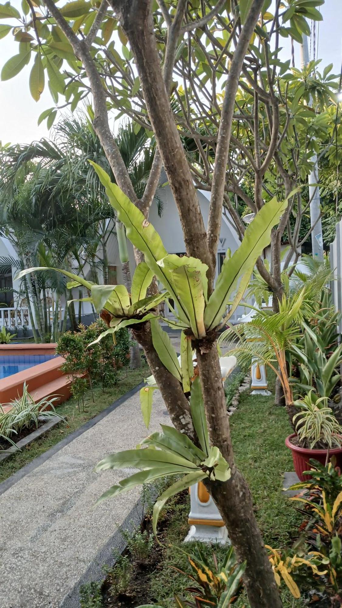 New Balengku Dua Hotel - Adults Only Gili Air Eksteriør billede